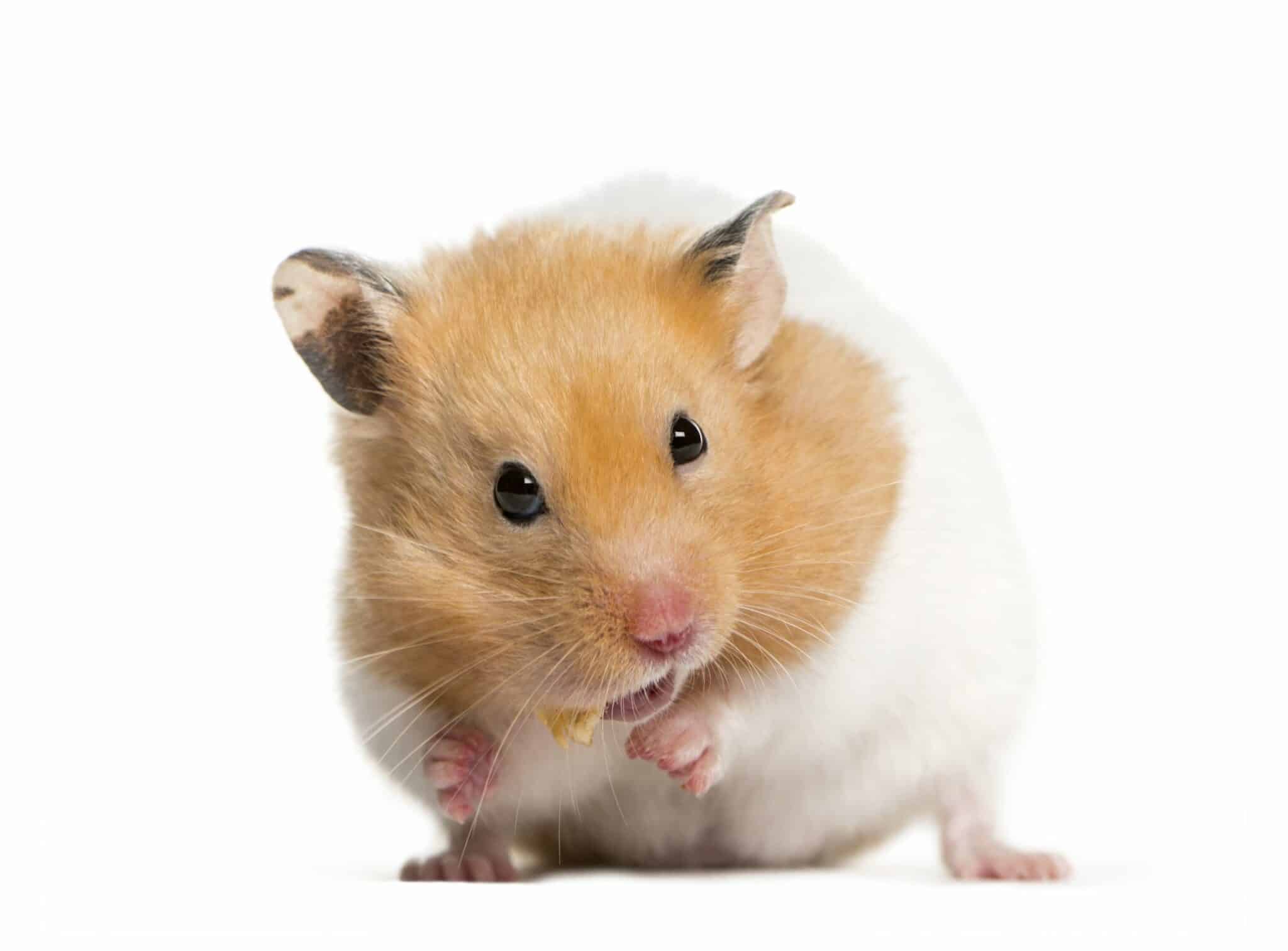 https://www.skolskypsycholog.sk/wp-content/uploads/2022/02/golden-hamster-feeding-front-white-scaled-1-2048x1512.jpg